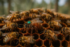 Locally Raised Queen Bees