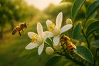 Locally Raised Queen Bees