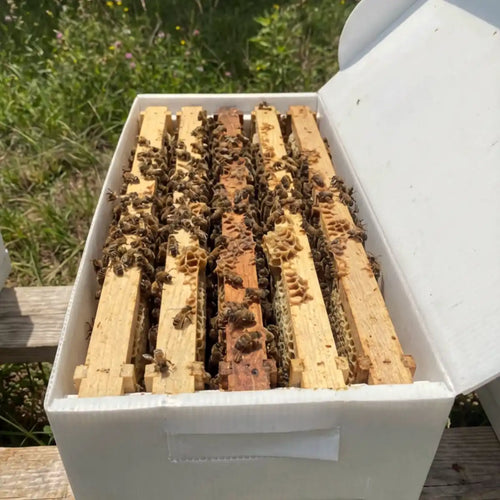 Five-frame nucleus colony showing populated frames inside a Bee Brothers nuc box