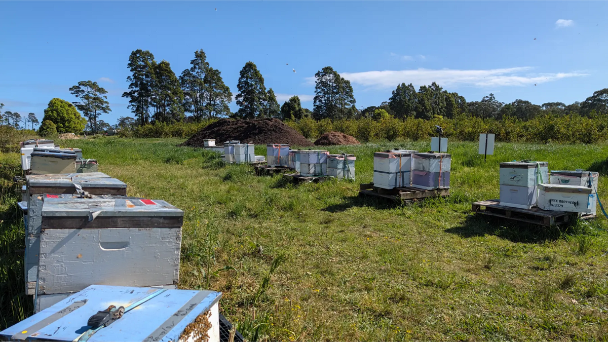 Bee Brothers hives in long grass in a NSW paddock
