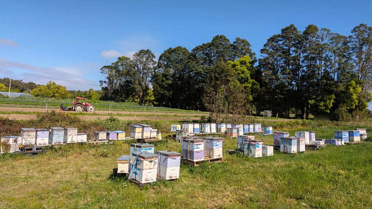 Rows of Bee Brothers pollination hives on pallets in a NSW paddock, with a tractor working the field behind