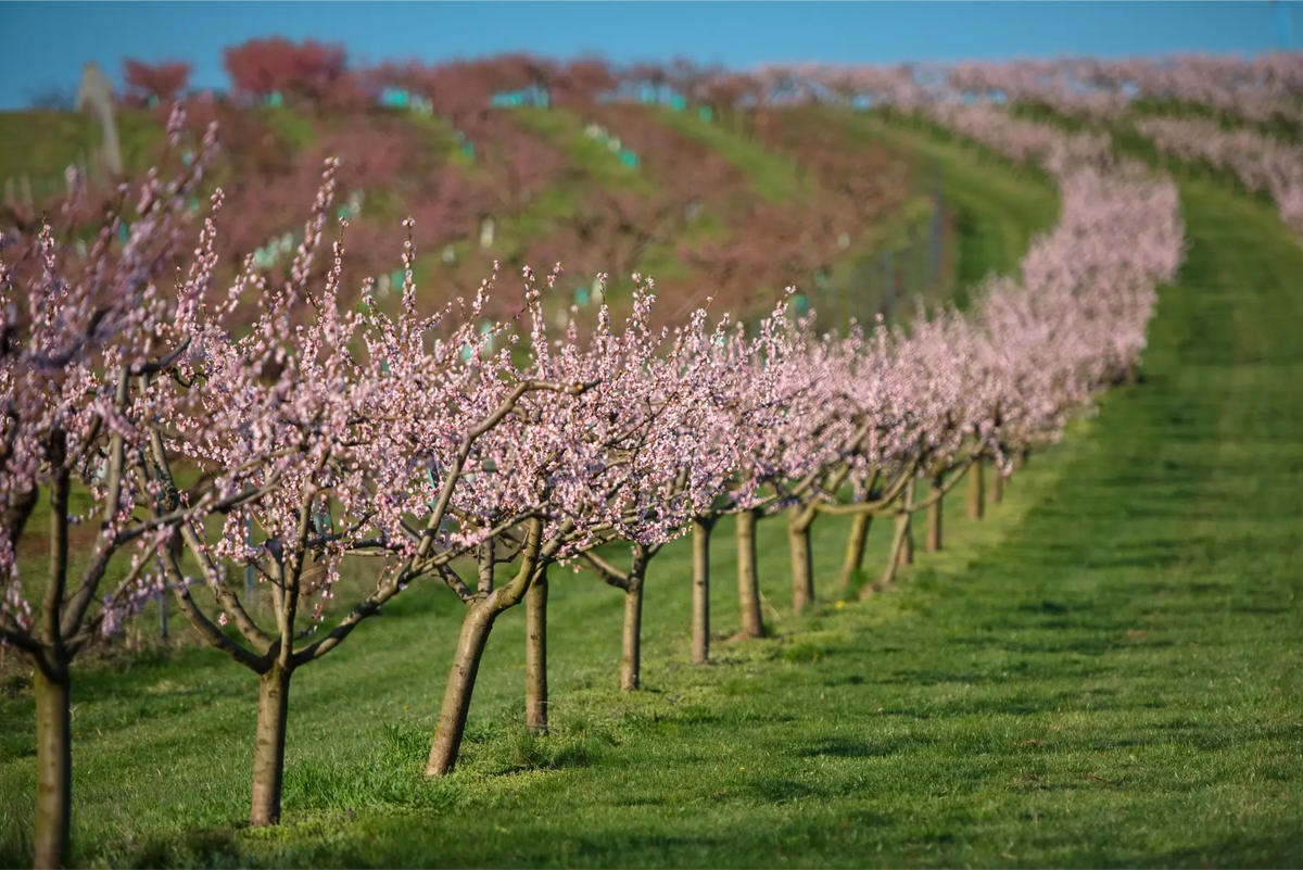 Orchard rows in spring blossom, ready for pollination